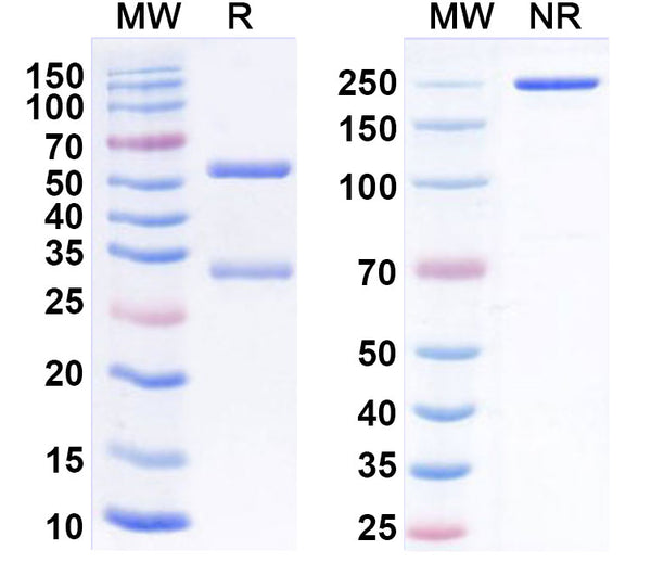 Anti-Human CD85j/LILRB1 Reference Antibody (AGEN1571) – Figure 1 of 1