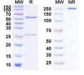 Anti-Human LILRB1/CD85j/ILT2 Reference Antibody (Zamristobart) – Figure 1 of 1