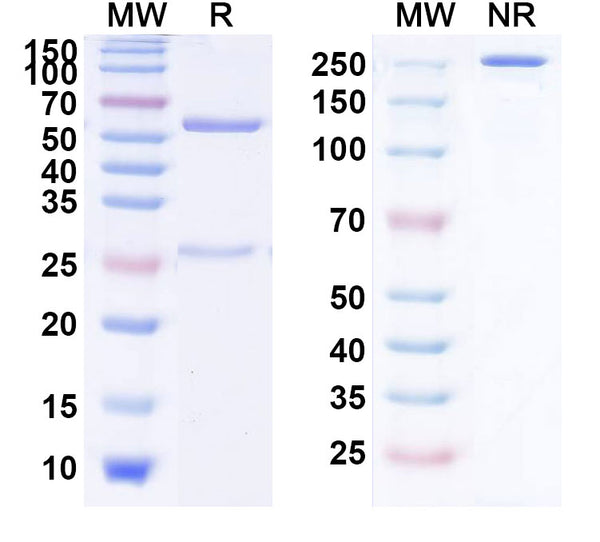 Anti-Human LILRB1/CD85j/ILT2 Reference Antibody (Zamristobart) – Figure 1 of 1