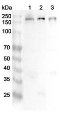 Western blot analysis was performed using anti-TJP2 polyclonal antibody at 1ug/mL on various samples.
Lane 1: Mosue brain lysate
Lane 2: Mouse heart lysate
Lane 3: Rat brain lysate