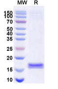 SDS-PAGE for Anti-Human CD114/CSF3R Nanobody (SAA1247)