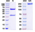 SDS-PAGE for Anti-Human CD114/CSF3R Antibody (SAA0042)