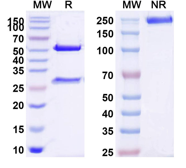 SDS-PAGE for Anti-Human CD114/CSF3R Antibody (SAA0042)