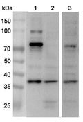 Western blot analysis was performed using anti-APOL2 polyclonal antibody at 1μg/ml on various samples.
Lane 1: Hela cell lysate
Lane 2: A549 cell lysate
Lane 3: HepG2 cell lysate