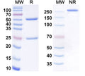 Anti-Human IL-21 Reference Antibody (Avizakimab) – Figure 1 of 1