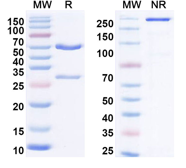 Anti-Human IL21 Reference Antibody (NNC-114-0005) – Figure 1 of 2