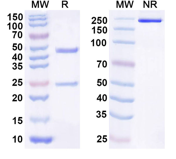 Anti-Human IL21 Reference Antibody (NN9828) – Figure 1 of 1
