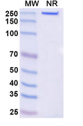 Anti-Human Endosialin/CD248 Reference Antibody (Ontuxizumab) – Figure 1 of 1