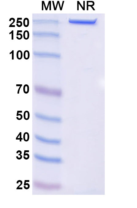 Anti-Human Endosialin/CD248 Reference Antibody (Ontuxizumab) – Figure 1 of 1