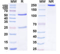 SDS-PAGE for Anti-Human CD315/PTGFRN/CD9P-1 Antibody (SAA1790)
