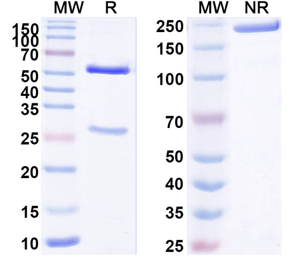 SDS-PAGE for Anti-Human APOBEC3B Antibody (SAA1722)