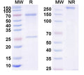 SDS-PAGE for Human IgD, kappa Isotype Control antibody (HyHEL-10)