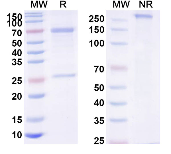 SDS-PAGE for Human IgD, kappa Isotype Control antibody (HyHEL-10)