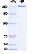 Anti-Human ICOS Reference Antibody (Feladilimab) – Figure 1 of 1