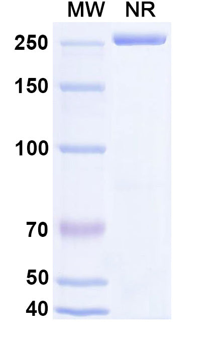 Anti-Human ICOS Reference Antibody (Feladilimab) – Figure 1 of 1