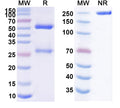 Anti-Human ICOS Reference Antibody (Alomfilimab) – Figure 1 of 1