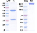 SDS-PAGE for InVivoMAb Anti-Human PDGFC (Iv0073)