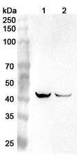 Western blot analysis was performed using anti-PDGFC  polyclonal antibody at 1ug/mL  on various samples.
Lane 1: Mouse liver lysate
Lane 2: Rat liver lysate