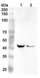 Western blot analysis was performed using anti-PDGFC  polyclonal antibody at 1ug/mL  on various samples.
Lane 1: Mouse liver lysate
Lane 2: Rat liver lysate