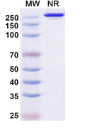 Anti-Human B7-H4 Reference Antibody (Puxitatug) – Figure 1 of 1
