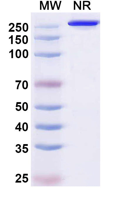 Anti-Human B7-H4 Reference Antibody (Puxitatug) – Figure 1 of 1