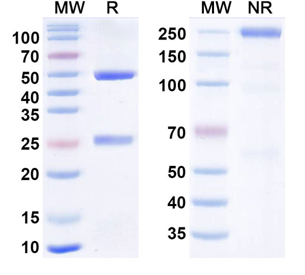 Anti-Human B7-H4 Reference Antibody (Felmetatug, Vedotin ADC) – Figure 1 of 1