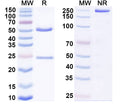 Anti-Human B7-H4 Reference Antibody (Mocertatug) – Figure 1 of 1