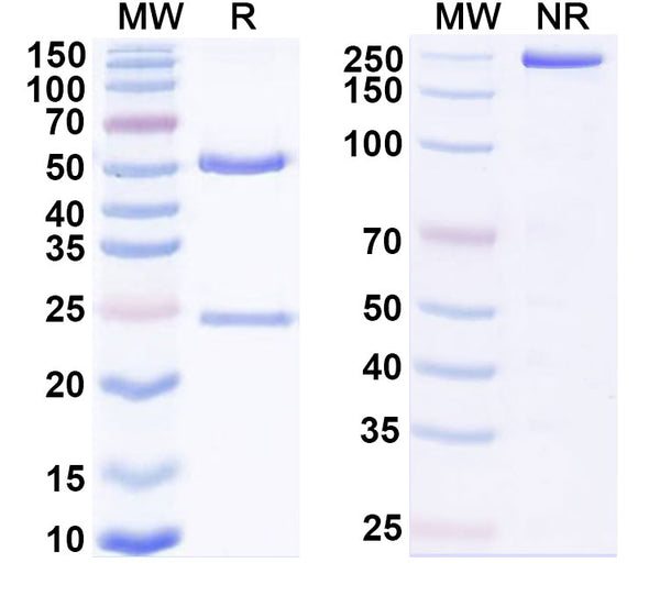 Anti-Human B7-H4 Reference Antibody (Mocertatug) – Figure 1 of 1