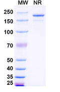 Recombinant Human Immunoglobulin G3 (IgG3)
