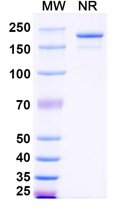 Recombinant Human Immunoglobulin G3 (IgG3)