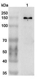 Western blot analysis was performed using anti-ATAD2 polyclonal antibody at 1ug/mL on various samples.
Lane 1: K562 cell lysate
