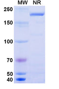 Anti-Human LRRC15/LIB Reference Antibody (Samrotamab) – Figure 1 of 1