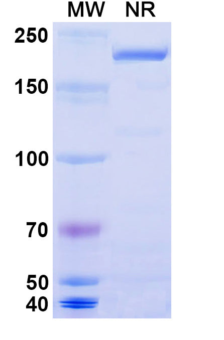 Anti-Human LRRC15/LIB Reference Antibody (Samrotamab) – Figure 1 of 1