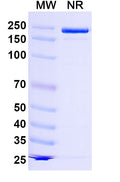 SDS-PAGE for Anti-Human LRRC15/LIB Antibody (SAA0773)