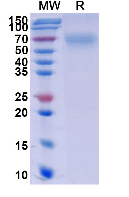 Recombinant Human CD264/TNFRSF10D Protein, C-Fc
