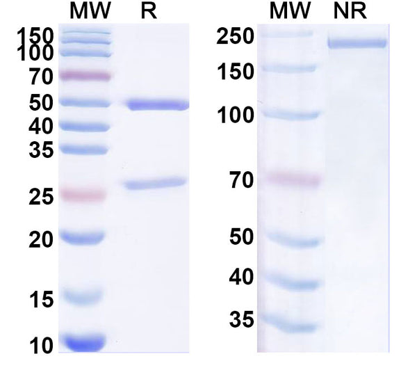 SDS-PAGE for Anti-Human CD264/TNFRSF10D/TRAIL-R4 Antibody (SAA1966)