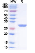 Recombinant Human PINK1 Protein, N-His