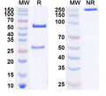 SDS-PAGE for Anti-PINK1 Antibody (N4/15).