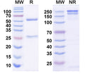 SDS-PAGE for Anti-PINK1 Antibody (N4/49)