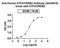 SDS-PAGE for Anti-LRRK2/Dardarin Antibody (N241A/34).