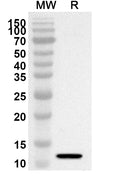Western blot analysis was performed using anti-HPSE polyclonal antibody at 1ug/mL on recombinant HPSE (Catalog No. HV794012).