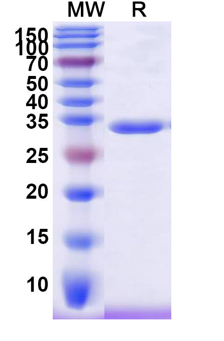 Recombinant Human IgG4 Fc Fragment