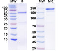 Detects recombinant human FGF21 (Cat No.: HV802011) in indirect ELISA.