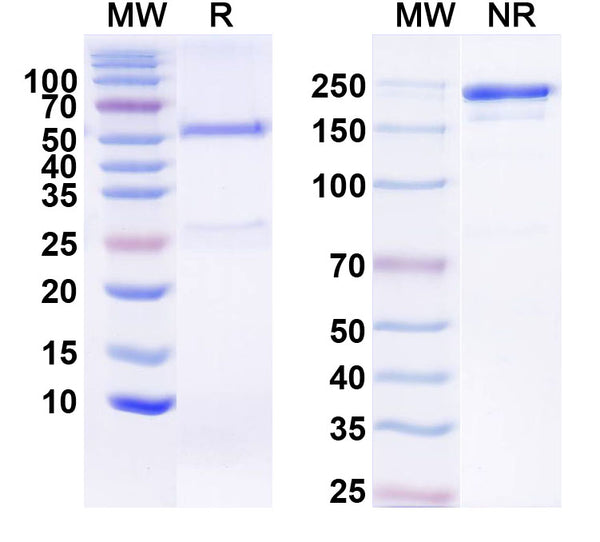 Detects recombinant human FGF21 (Cat No.: HV802011) in indirect ELISA.