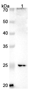 Western blot analysis was performed using anti-CLTRN polyclonal antibody at 1μg/ml on various samples.
Lane 1: Mouse kidney lysate