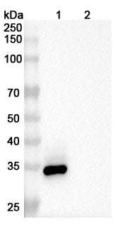 Anti-Human CD266/TNFRSF12A Reference Antibody (Enavatuzumab) – Figure 1 of 2