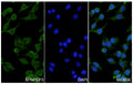 A549 cells were fixed with 4% paraformaldehyde for 20 minutes, followed by blocking with 5% goat serum for 1 hour. The cells were then incubated with a primary antibody targeting XPNPEP3 (HV814014) at a concentration of 41.5 ug/ml overnight at 4°C. Afterward, the cells were incubated with a secondary antibody, Goat Anti-Rabbit IgG (Alexa Fluor-488) for 50 minutes at room temperature. The localization of XPNPEP3 was visualized (shown in green), and nuclear DNA was stained with DAPI (shown in blue).