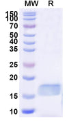 SDS-PAGE for Anti-Human ASC/TMS1/PYCARD Nanobody (SAA1187)