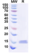 Recombinant Human CD369/CLEC7A Protein, N-His