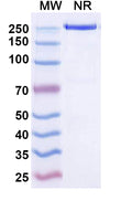 Anti-Human IL-22 R alpha 1 Reference Antibody (Temtokibart) – Figure 1 of 1